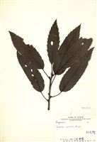 藏品(栓皮櫟)的圖片